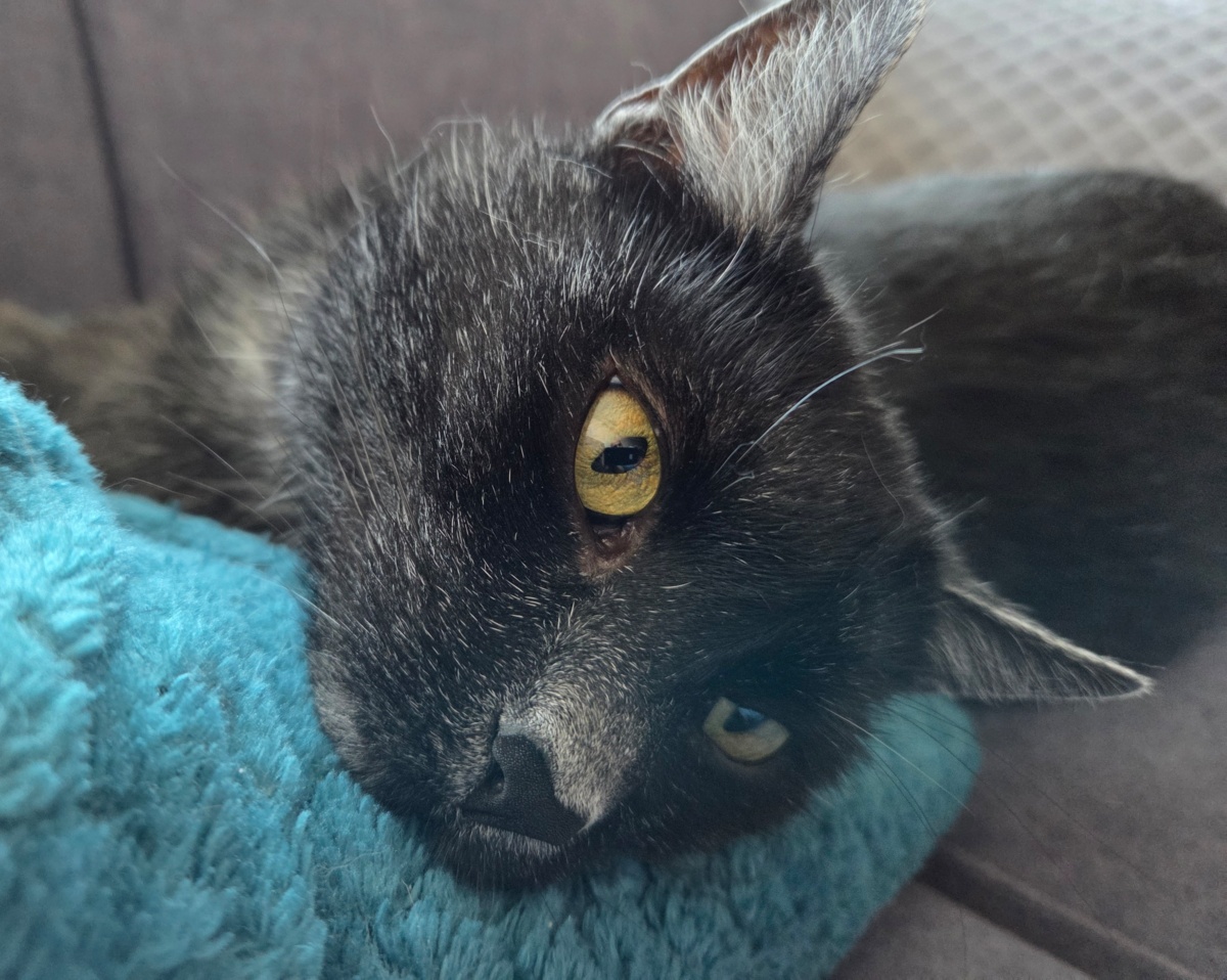 98b9bcb4-dab5-4208-a276-acb419765c0a