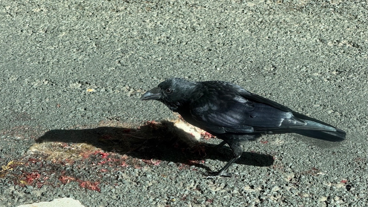 1595d3ce-833c-49ea-b2d8-36feb41f93c4