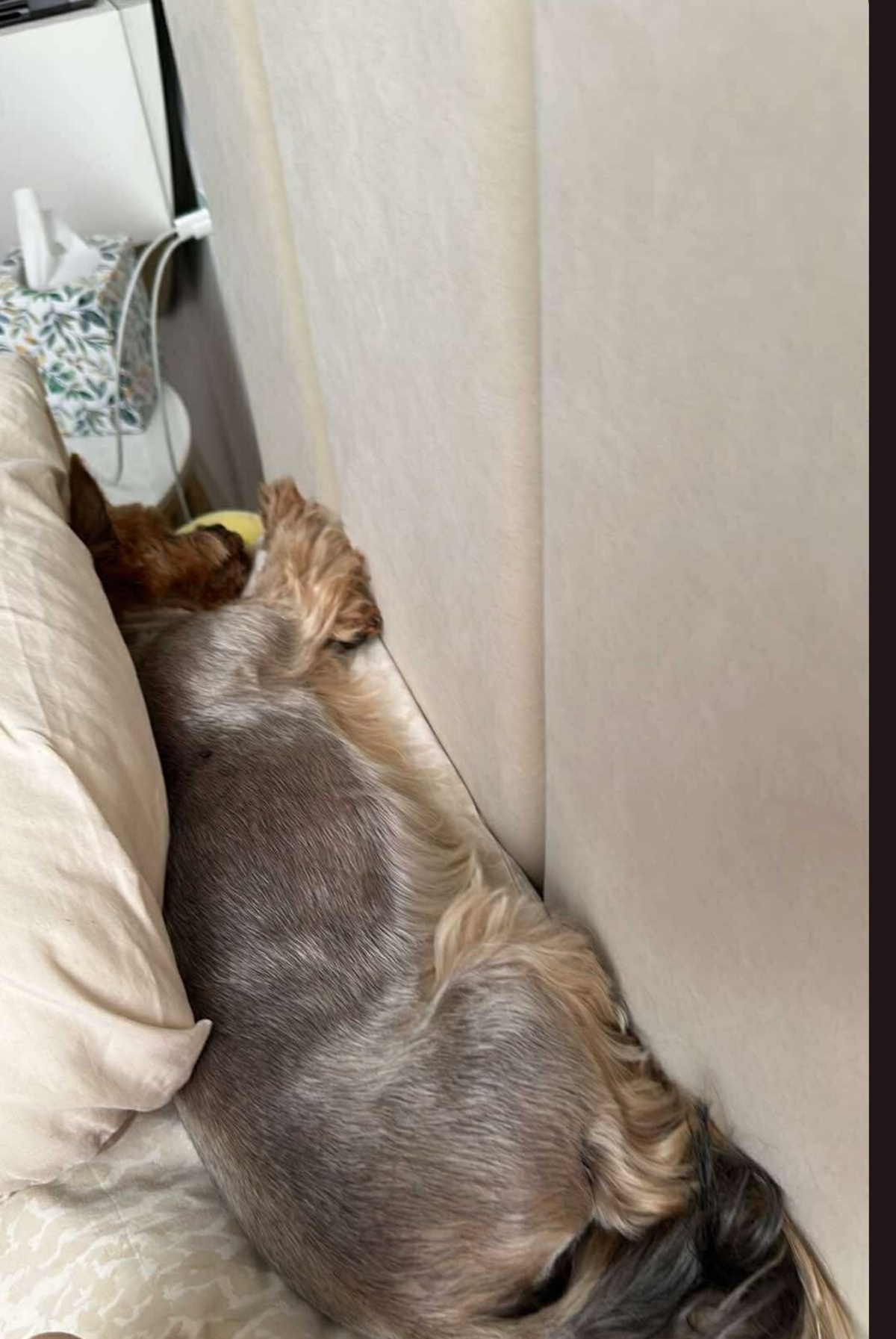 6fd5d8d3-9b77-4183-8e9c-3b5a9ce8f70e