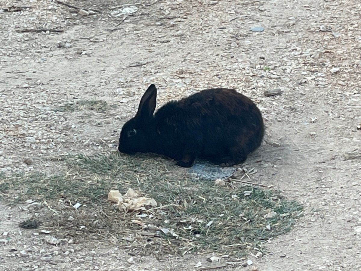 2eeeea46-d430-4dd0-ae9d-67d43d5c8a2a