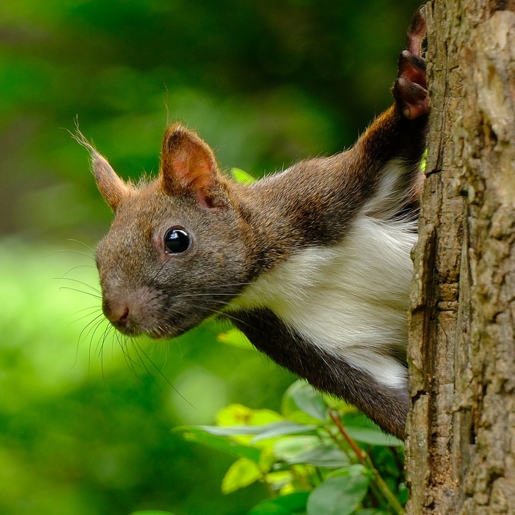 Wiewiórka Pospolita - Sciurus Vulgaris / Fotografujemy Przyrodę