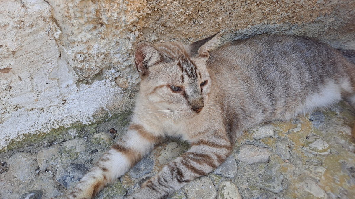 24c2d049-ac6b-48d7-a2a7-0c24dc7c0a2a