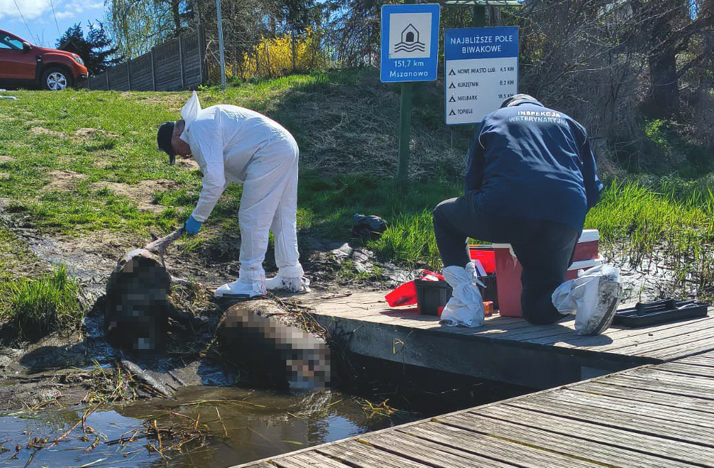 Kilkanaście martwych zwierząt wyłowionych z Drwęcy. Służby badają sprawę - Radio Olsztyn
