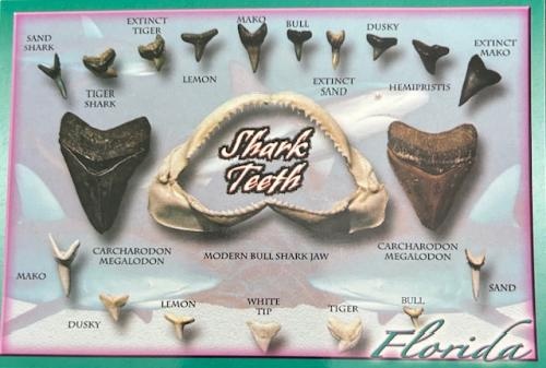 3410008f-475a-4fbb-bdf6-c83c41a490fa