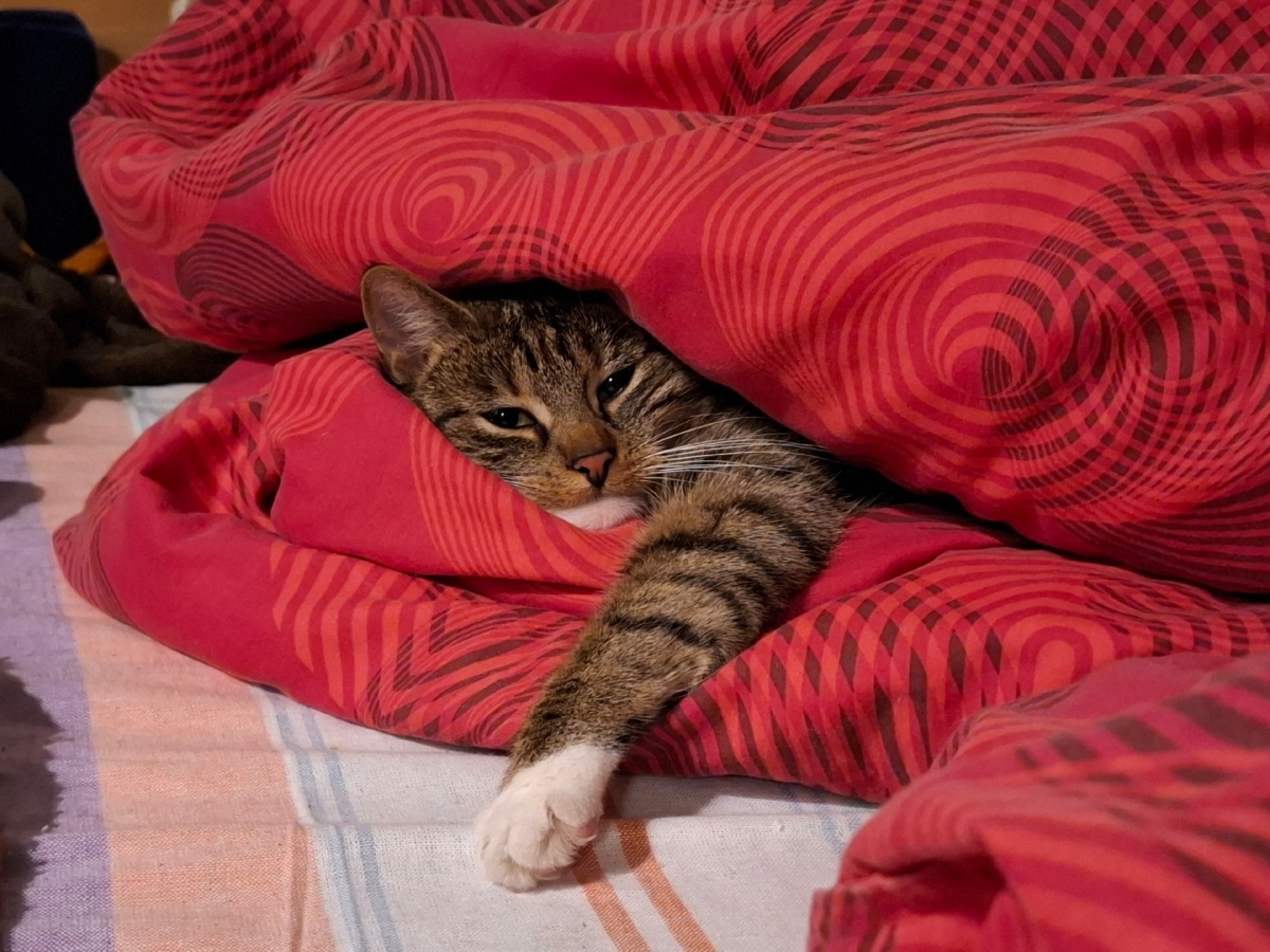 6ed3fcaa-398c-45a3-9d56-1fe9cc01de46