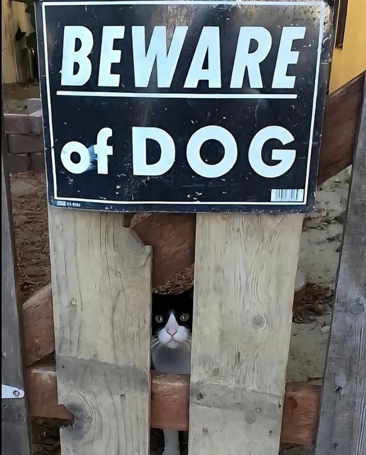 a4800cfb-ffd4-4f12-ad2e-e0017a99ea86