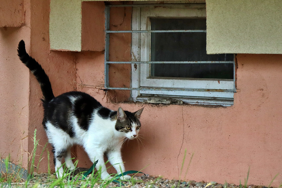 0c6d4003-14b5-4866-b4aa-cdac69cffff0