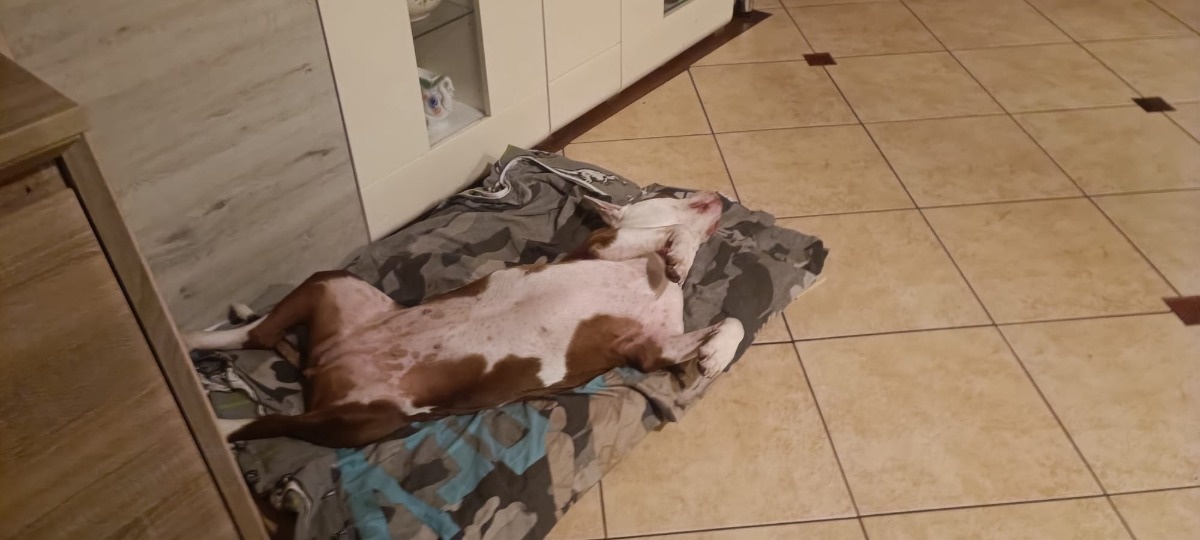 a36bf531-fca6-4f43-8f41-326809e4fe1c