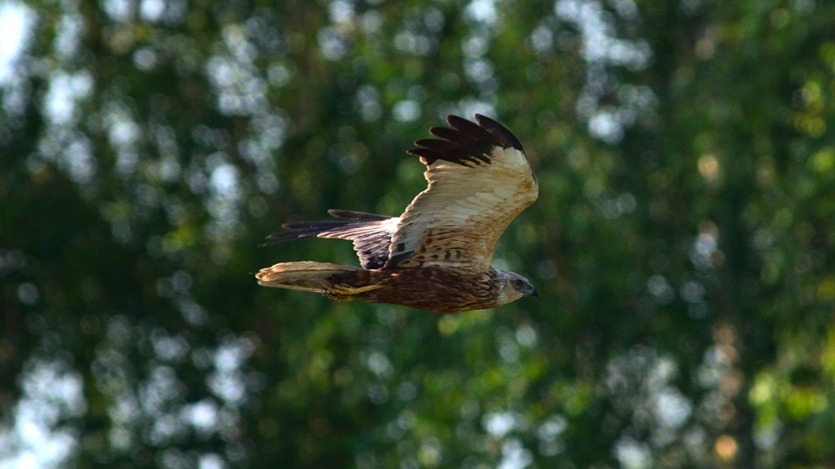 5fc3d3c3-0f54-442e-be54-40d4bbafba30