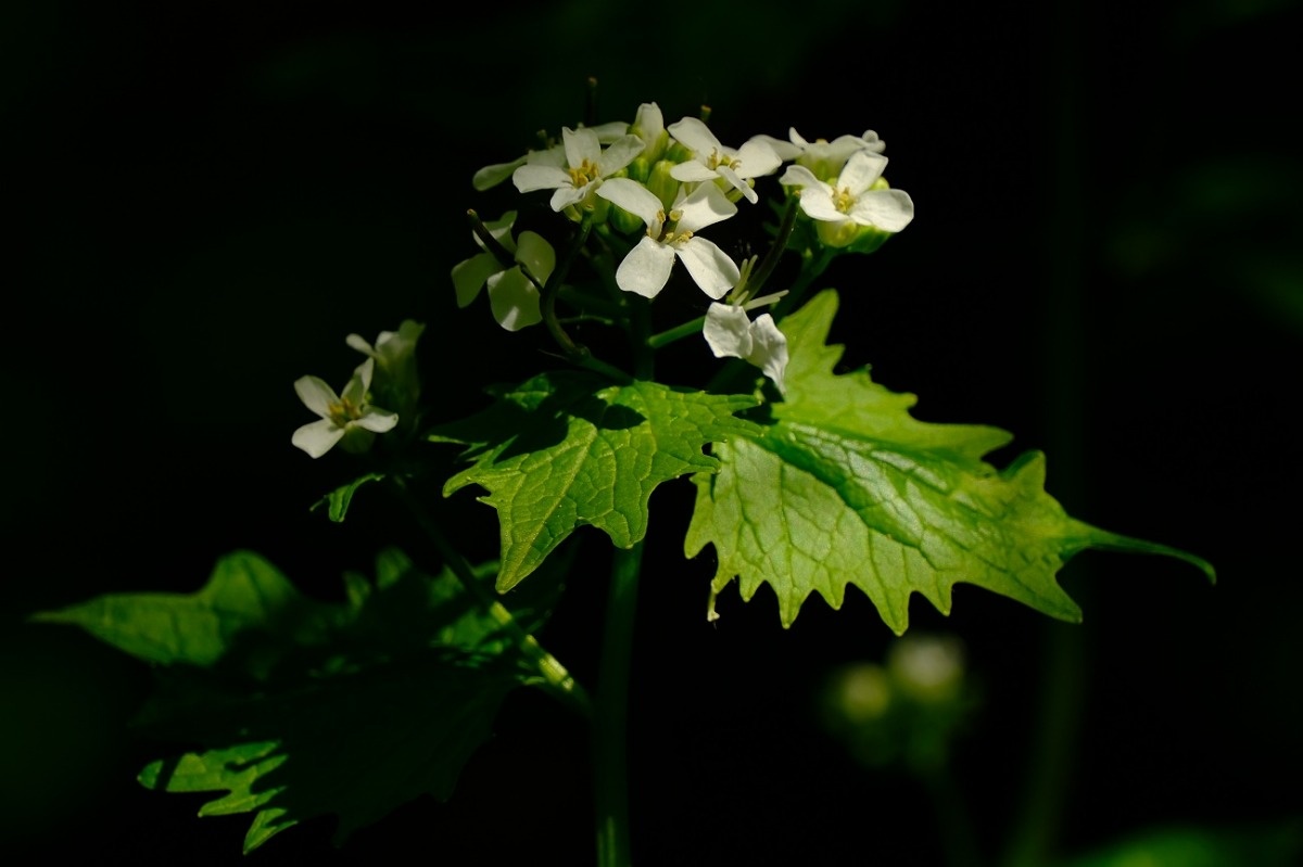 Czosnaczek Pospolity zioło z leśnego spaceru - Alliaria Petiolata / Fotografujemy Przyrodę