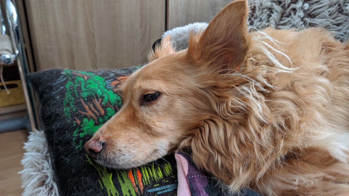 ae41f121-ccd7-459a-90d8-d039f3c2590e