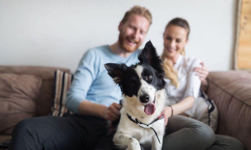 Zwierzęta domowe w Hiszpanii prawnymi członkami rodziny. Będą uwzględniane przy rozwodach czy spadkach 