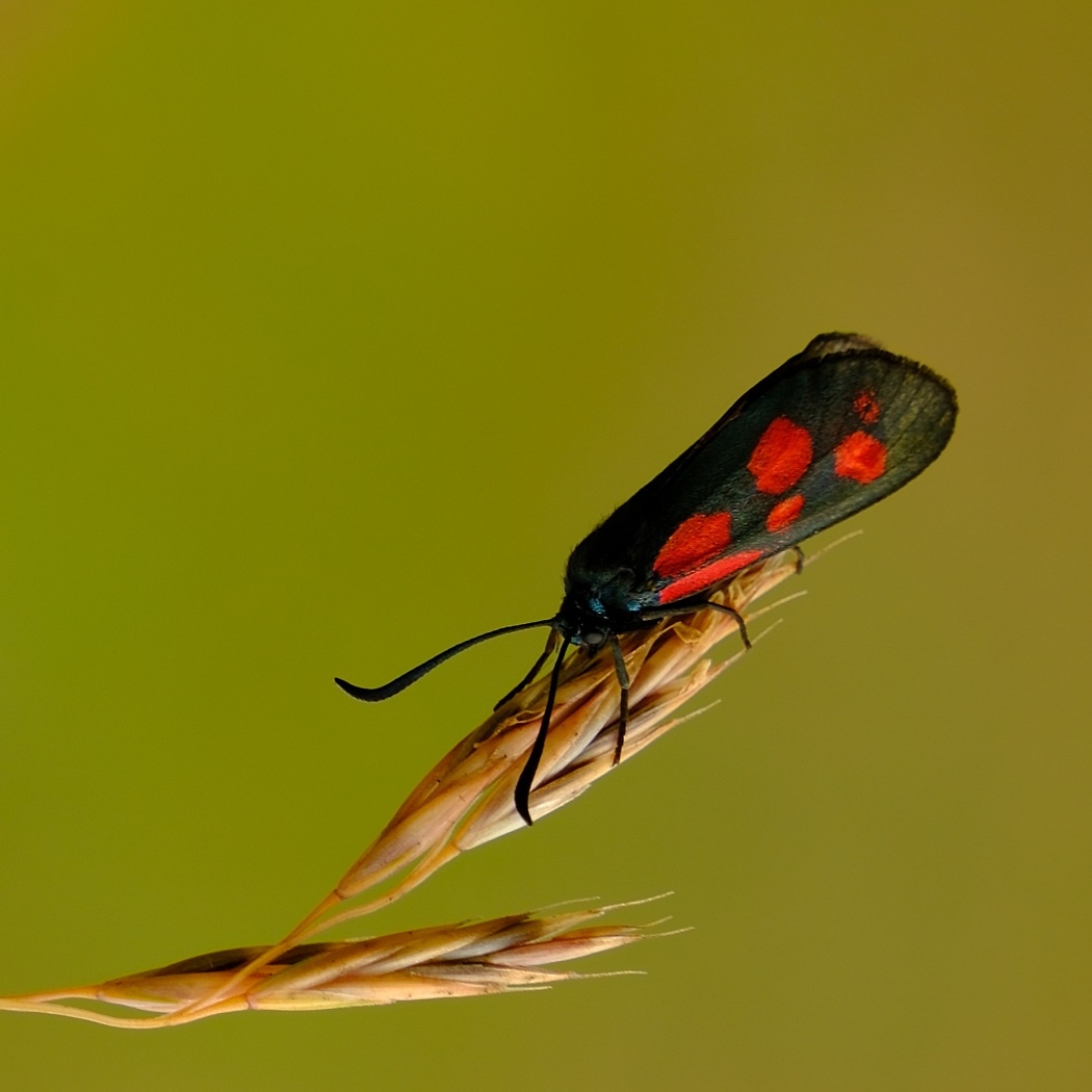 Kraśnik Sześcioplamek motyl dzienny owad. Zygaena Filipendulae