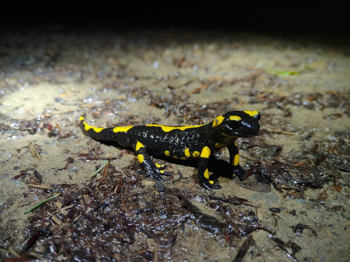 f3ebd529-7408-4cdb-960c-8c32eb553178