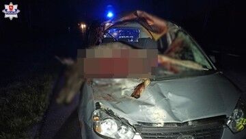 Lubelskie. Zderzenie auta z łosiem. "Zwierzę z impetem wpadło do środka"