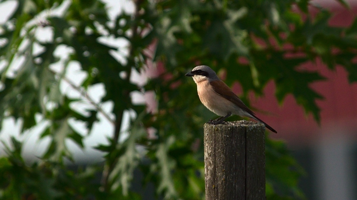 e1012ca0-60f7-405f-9844-7f63f1f209a0