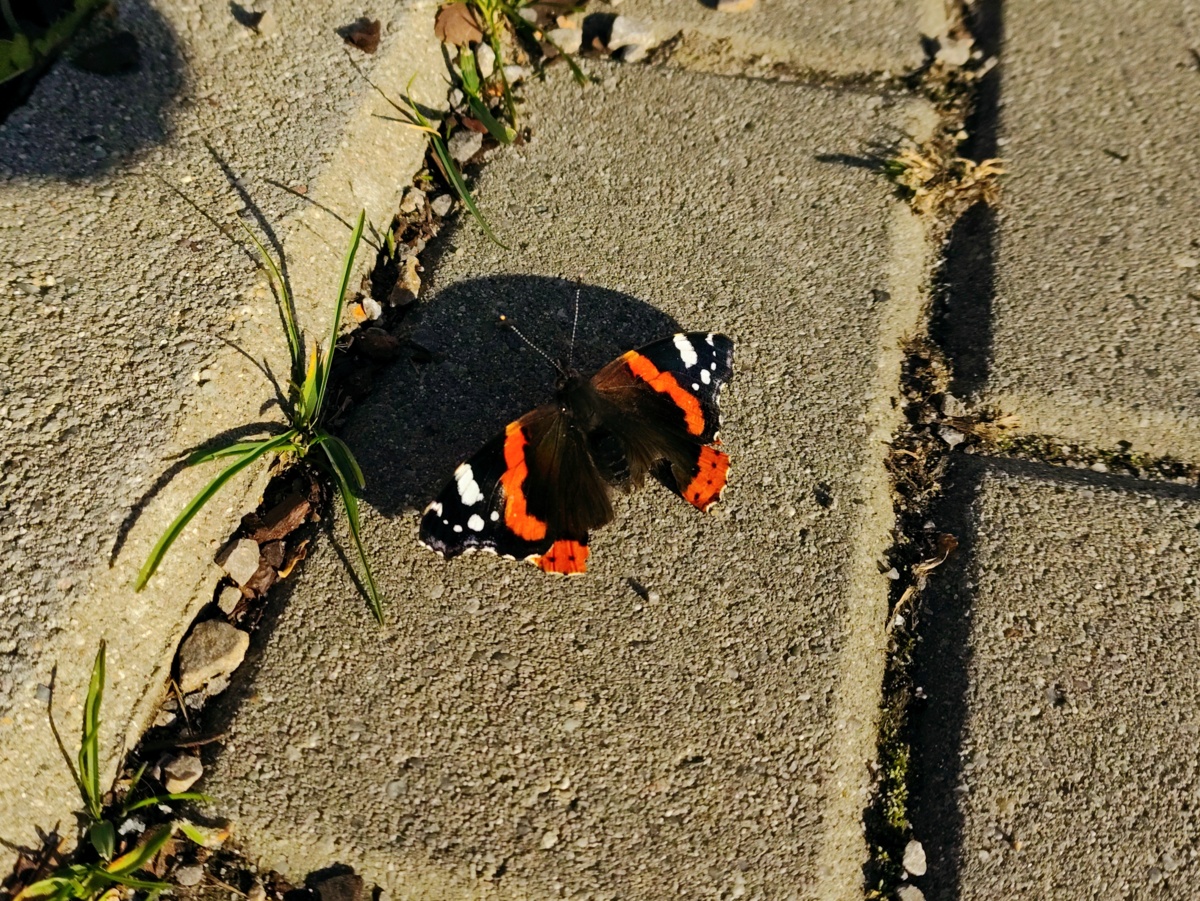 2e1a39bb-7e1b-479c-9084-258f51d9256d