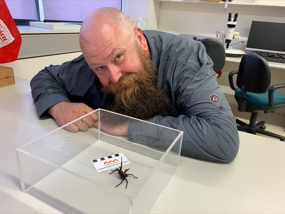 Ptasznik rekordzista w Australii. Jad "Hemswortha" może zabić człowieka