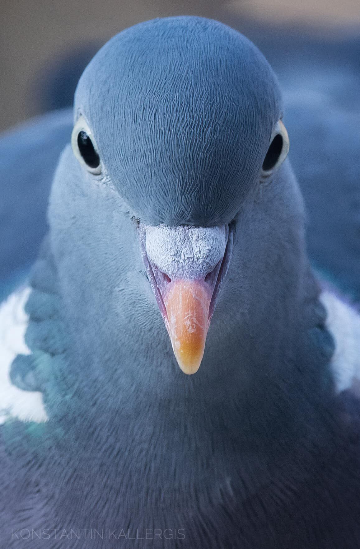 e19a75cb-d601-4ac8-b171-95a72e7adc73