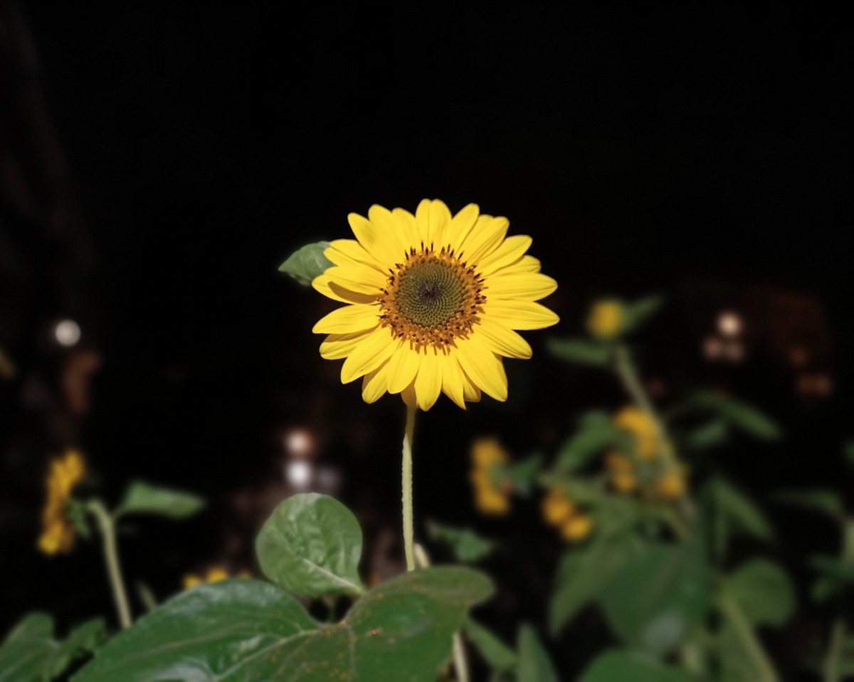 1f898fa4-3f72-423c-858c-c871124d30c9