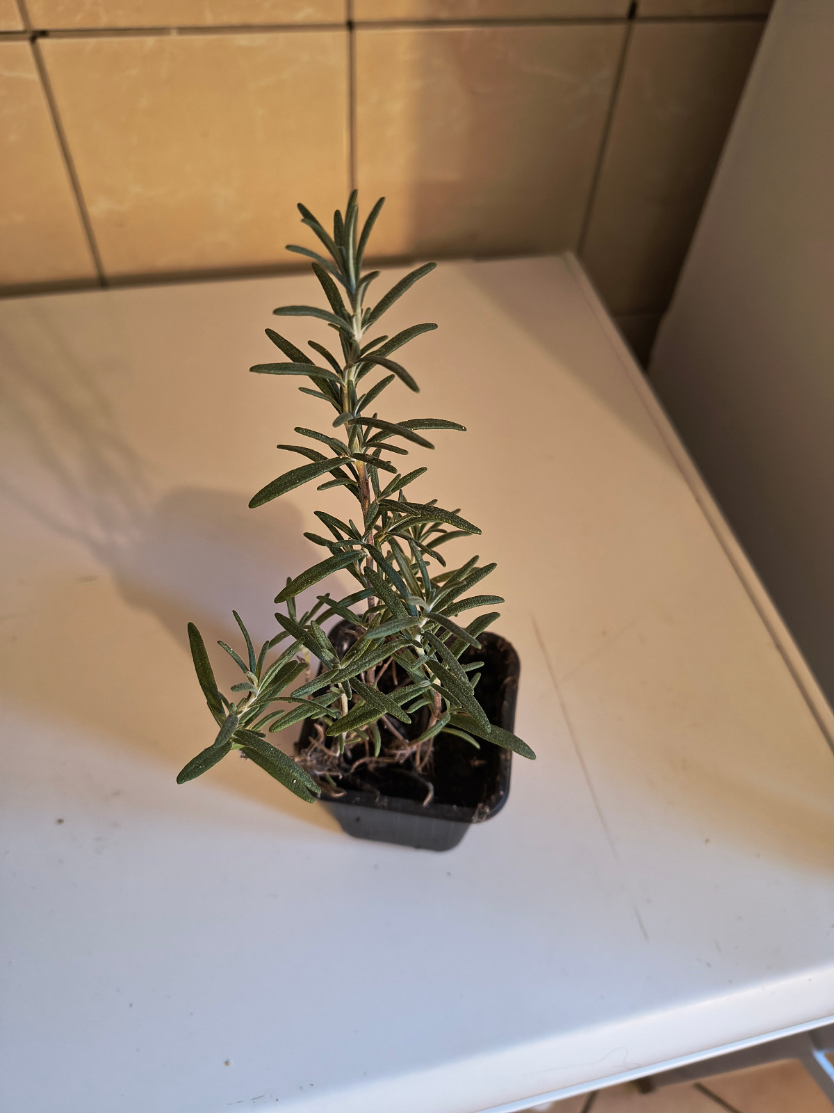 3bfe8756-c3e9-419e-9c77-66eaec50ed0d