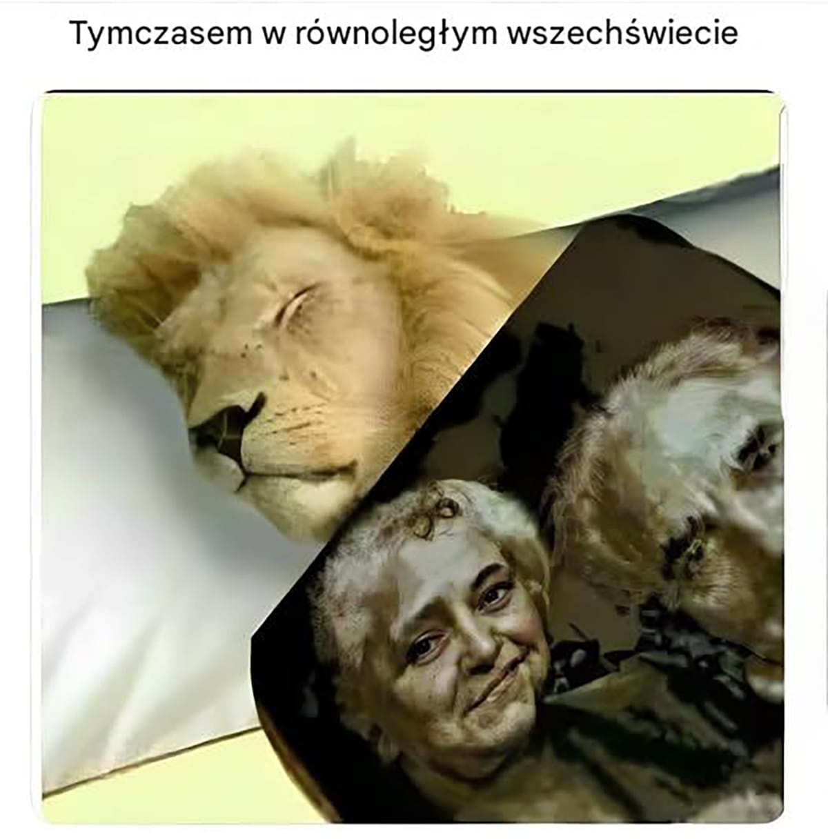 b13ae8bf-3a8e-4672-b0bb-d46f117bbf5a