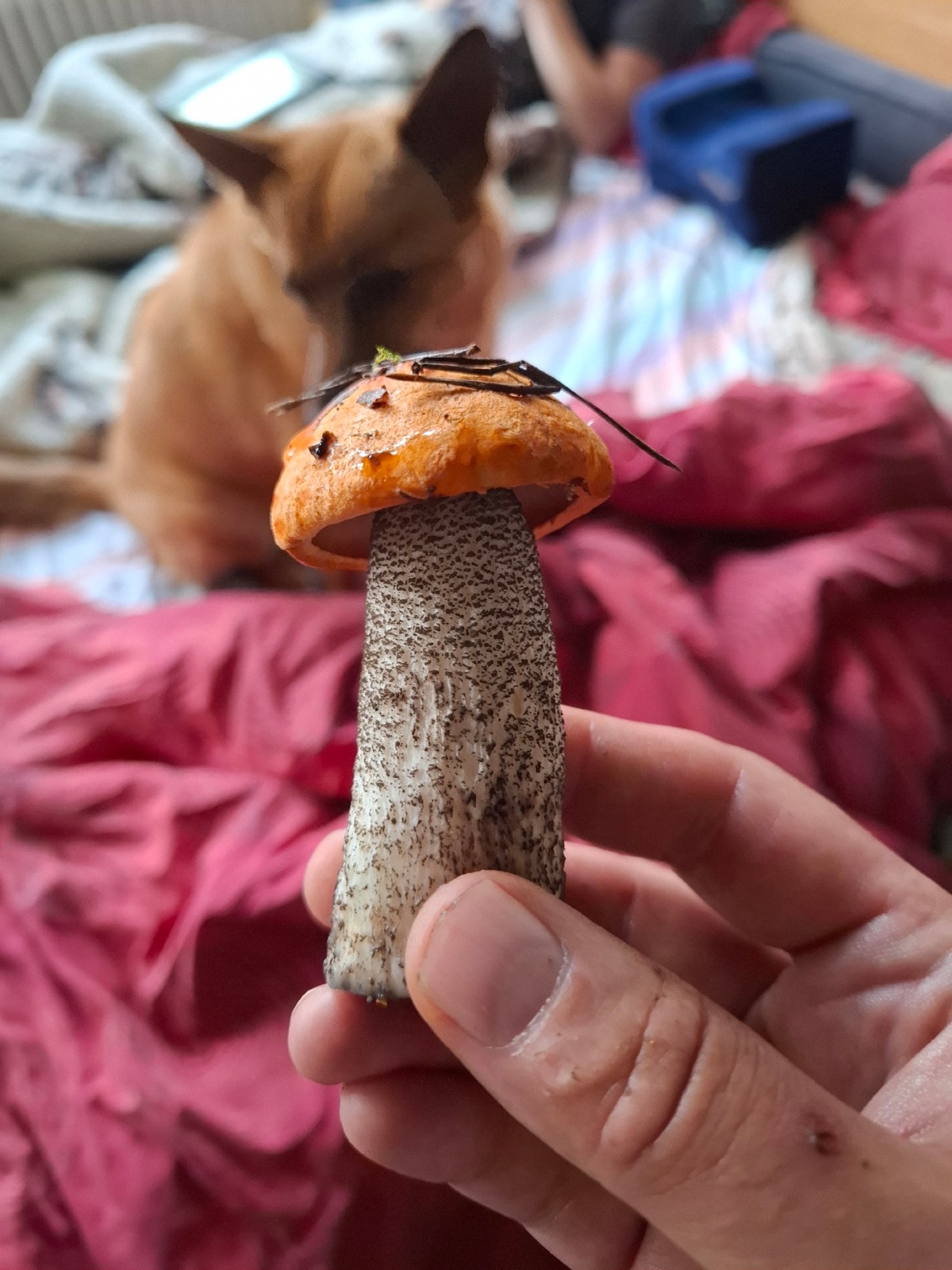 0b861f54-b45c-434b-b3d5-a34362cf8617