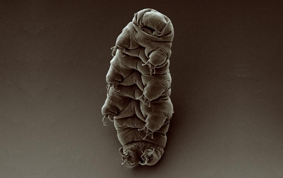 Krakowski badacz odkrył dwa nowe gatunki niesporczaków. Jednego z nich nazwał na cześć Roberta Makłowicza