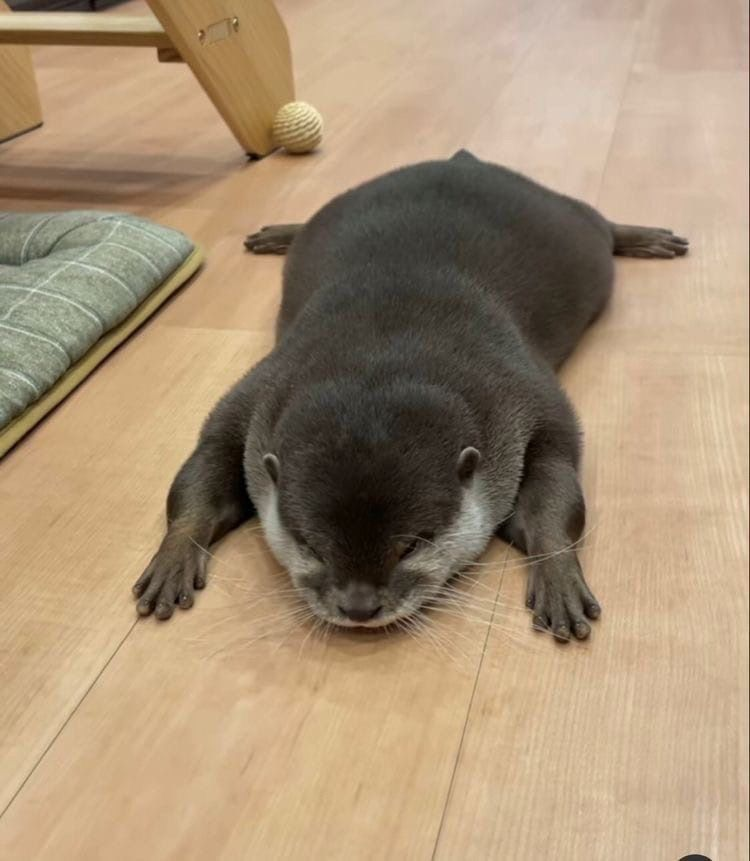 175587b6-fdf5-41f2-81d3-311481b91feb