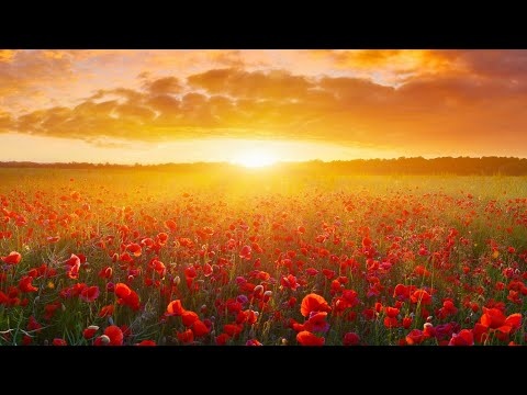 Wyciszająca Muzyka Relaksacyjna