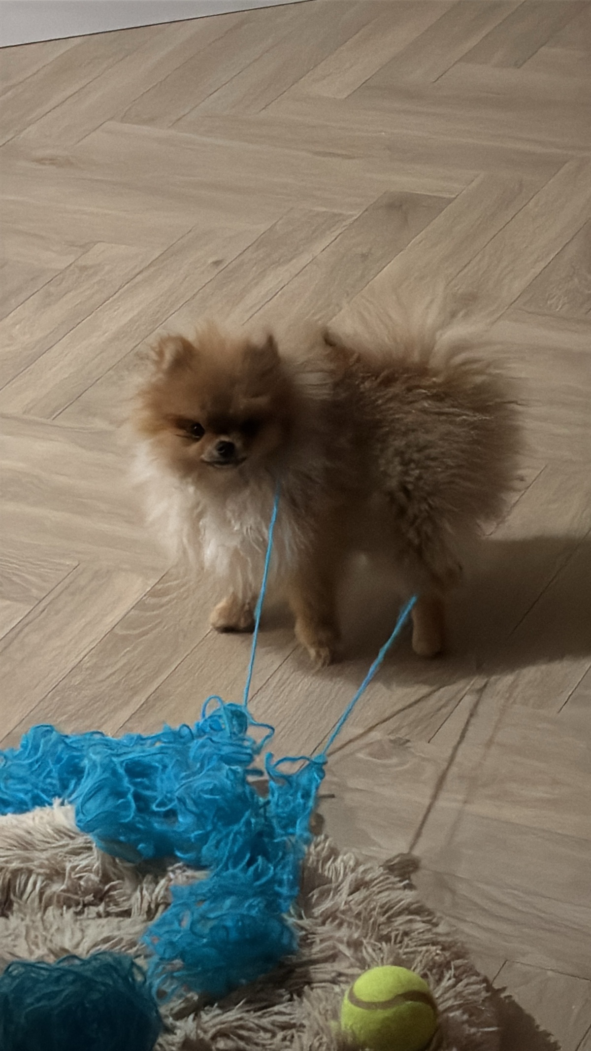 93e88c5e-46c4-43cf-9eda-768ed5bb87a5