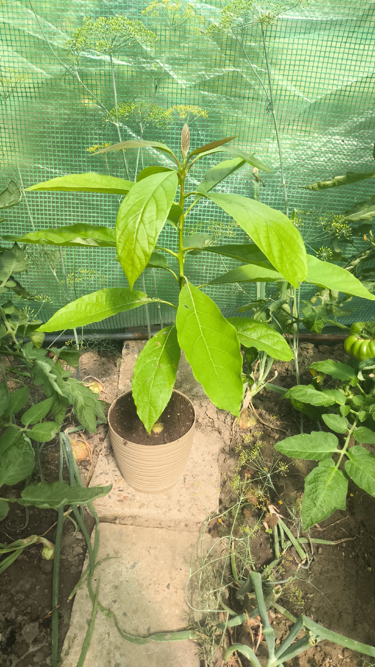 fb4b7208-ce56-4bb9-9b16-965c98a4b11f