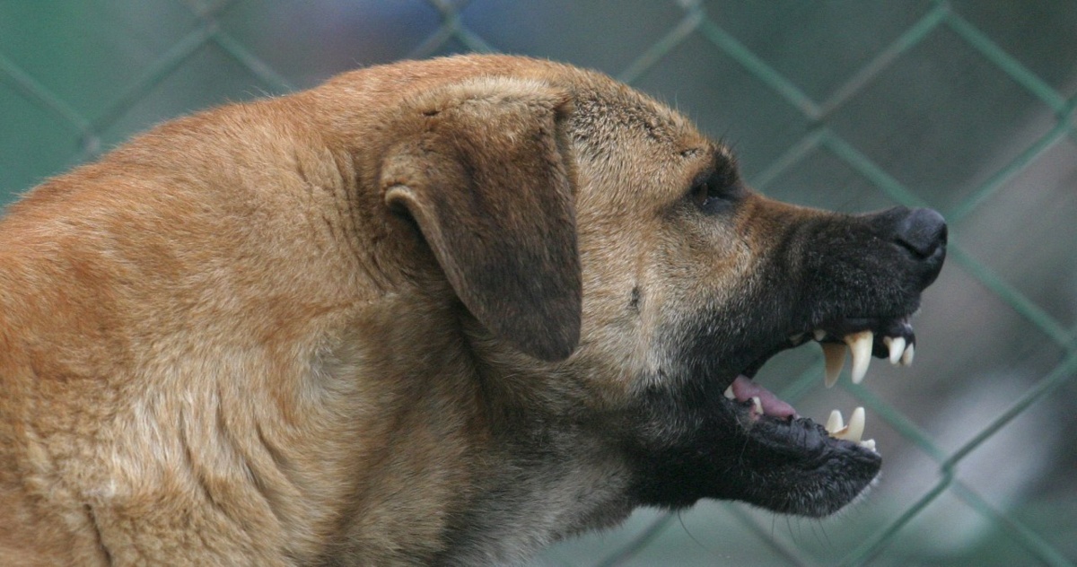 Behawiorystka zdradza, gdzie najczęściej atakują psy. "Tych przypadków się nie zgłasza"