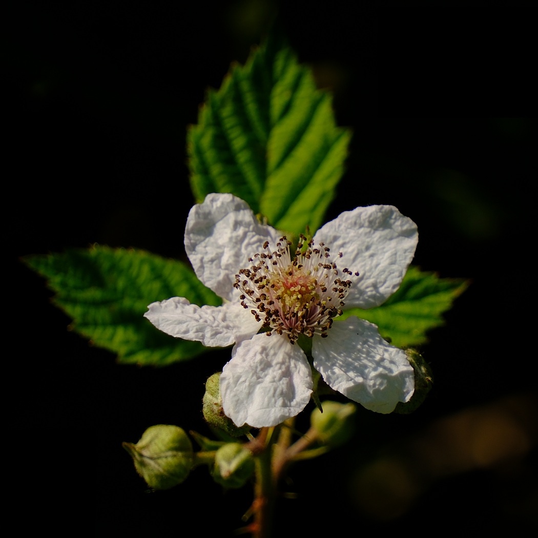 Jeżyna Popielica - Rubus Caesius / Fotografujemy Przyrodę