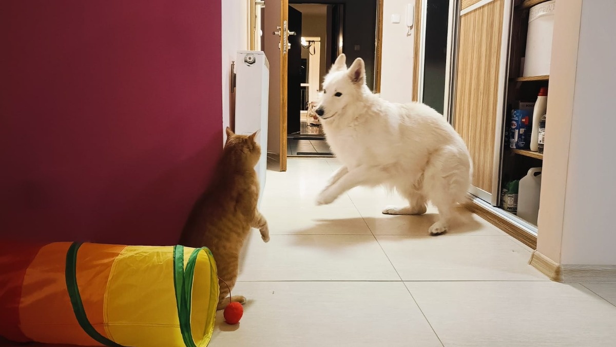 acb35f7d-1810-4655-95a3-16aba0123892