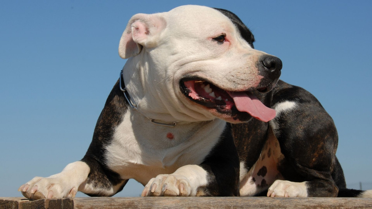 Ojciec mężczyzny zagryzionego przez psy: Syn telefonował jeszcze po ratunek