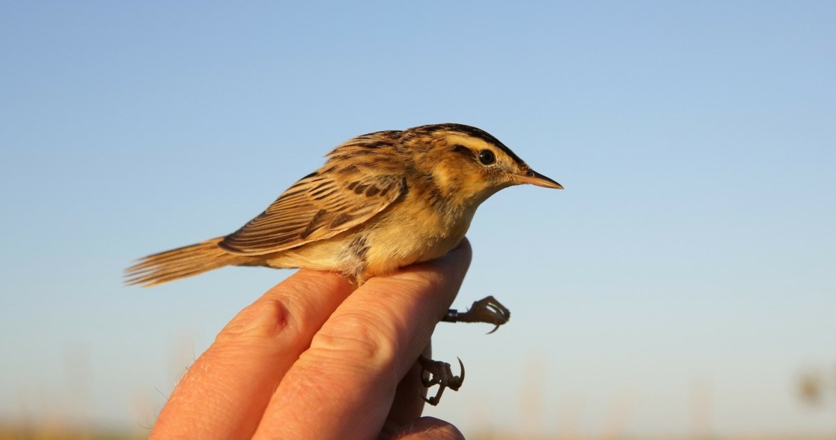 Wodniczka. W tym roku nie było już komu pomagać