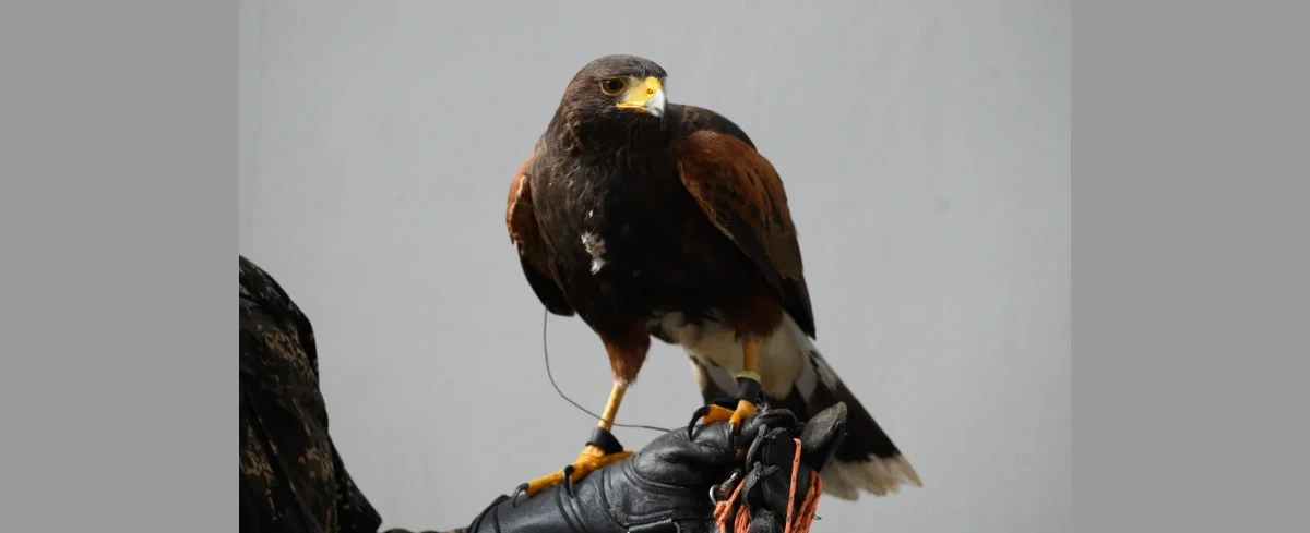 Myszołowiec towarzyski Lucek rozpoczyna pracę na Stegnach, gdzie będzie płoszyć mewy