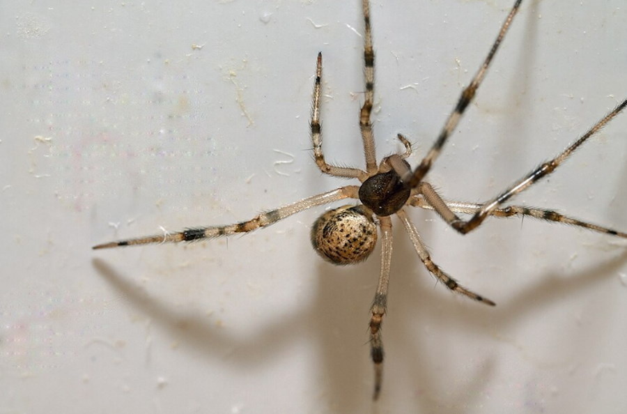 Genetycznie zmodyfikowane pająki produkują czerwoną, fluorescencyjną nić
