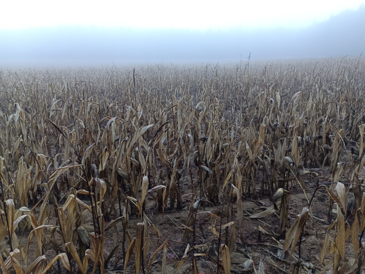 cf7c239c-13b9-4361-b00c-bb78bdf66417