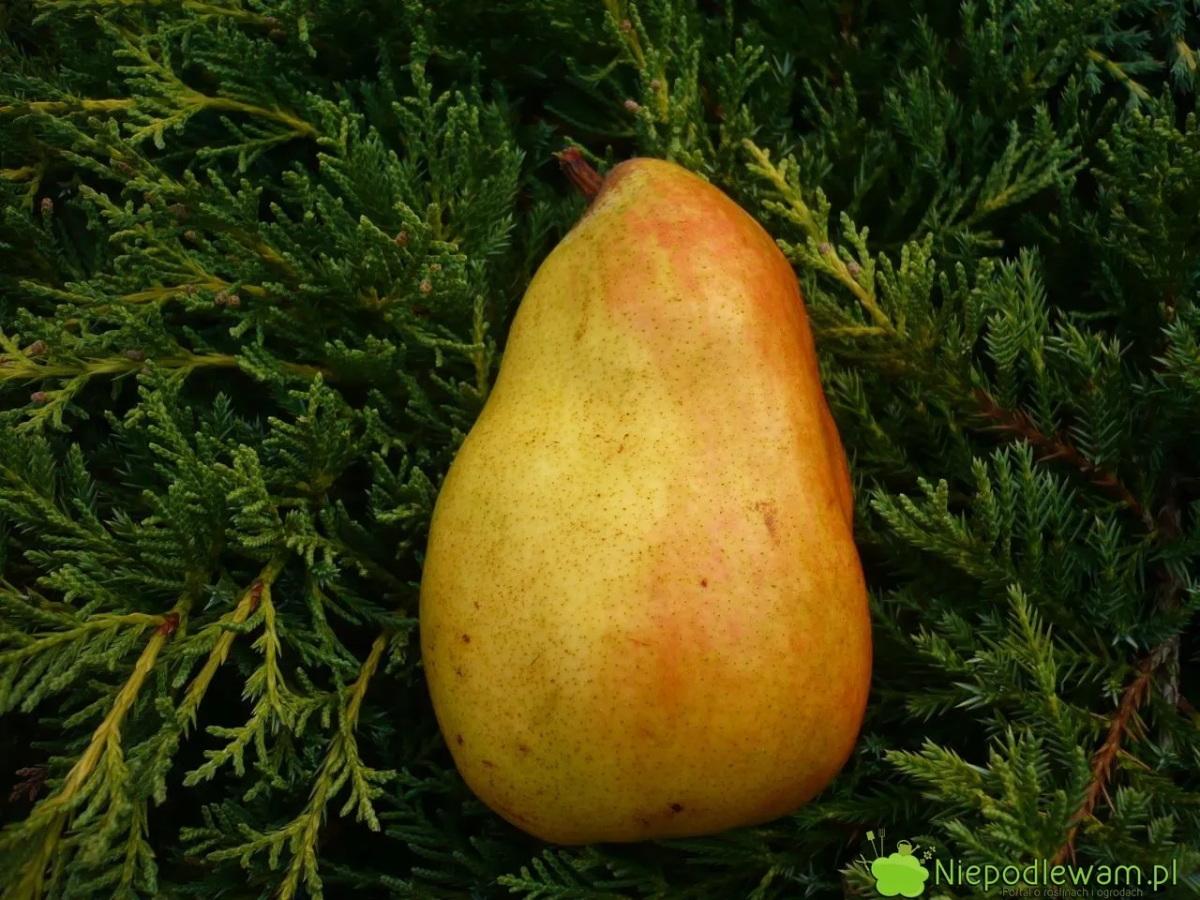 58bcf77e-6eb5-4f39-989d-0094327aff5a