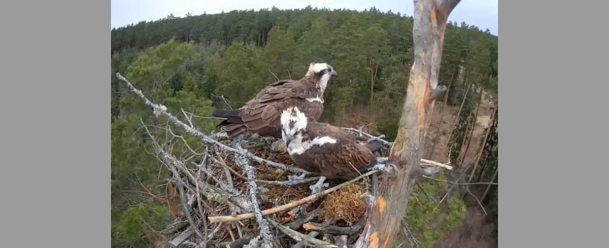 Z kamerą wśród... rybołowów. Leśnicy z Nidzicy transmitują życie ptaków
