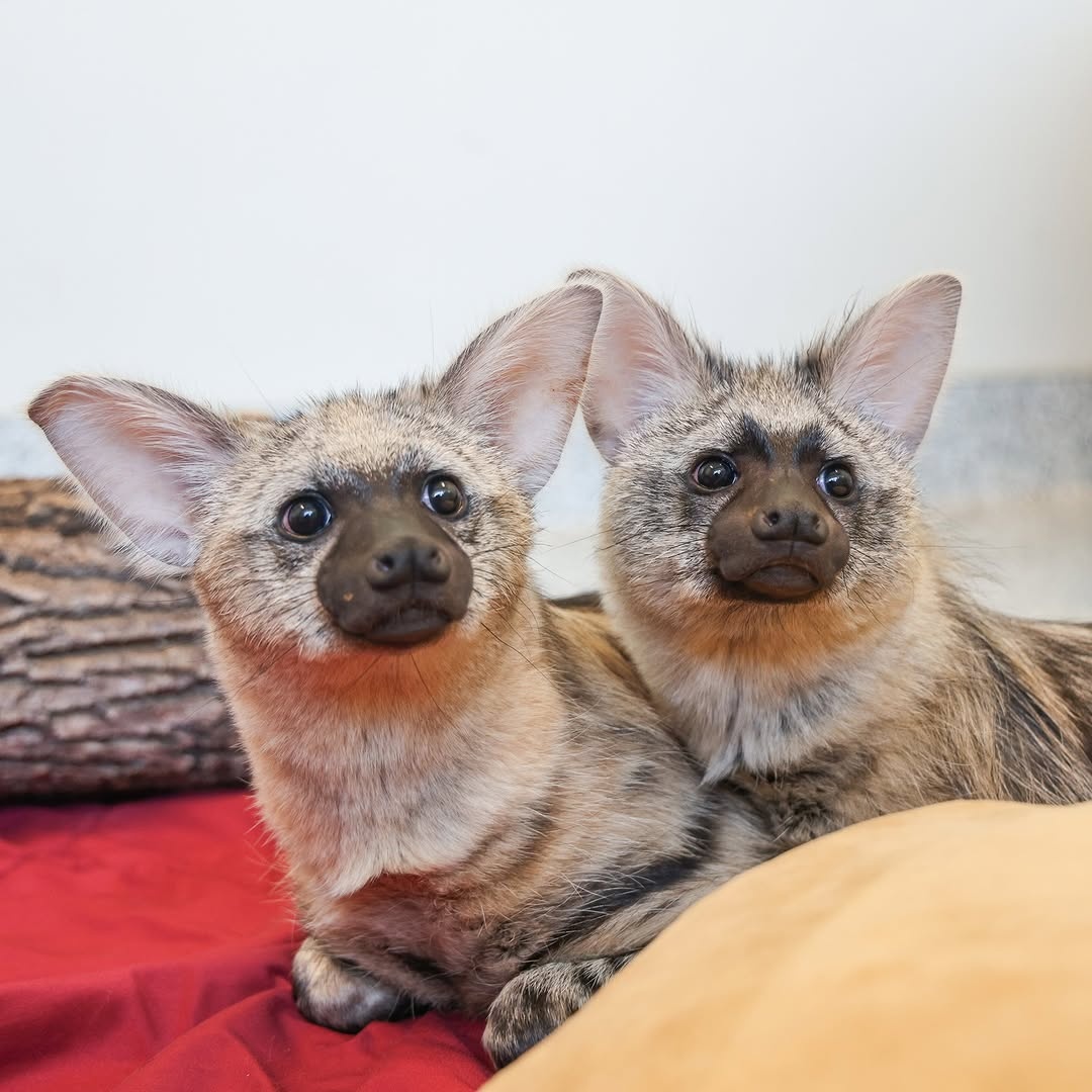 212a8274-f42e-406e-a5a5-08f145132468