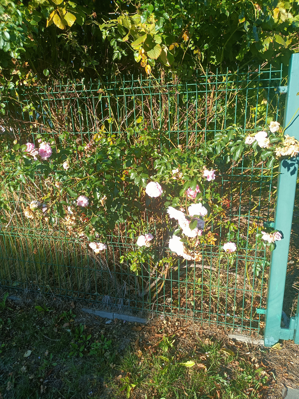 95c08278-31ac-4ea5-8bbc-4f4082547ccc