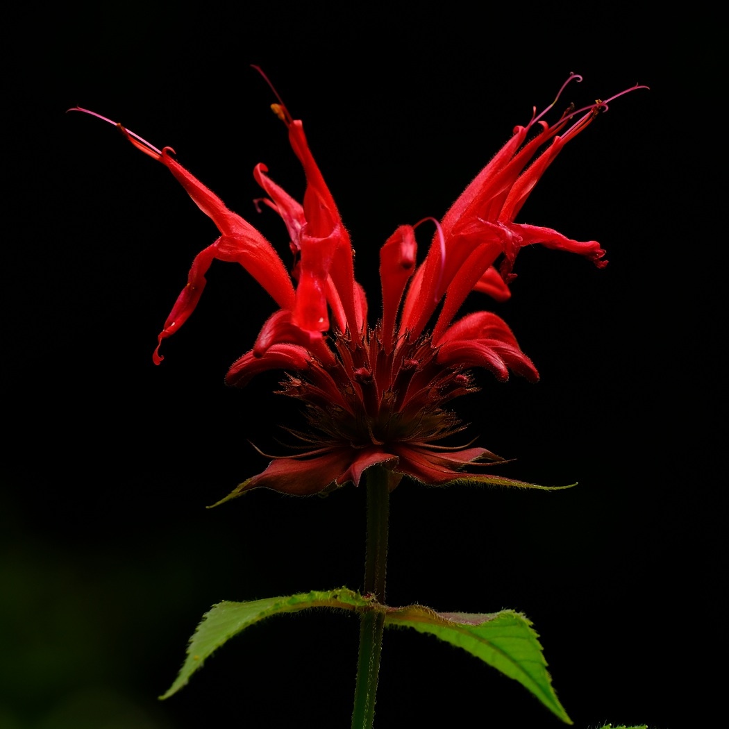 Pysznogłówka Szkarłatna - Monarda Didyma / Fotografujemy Przyrodę