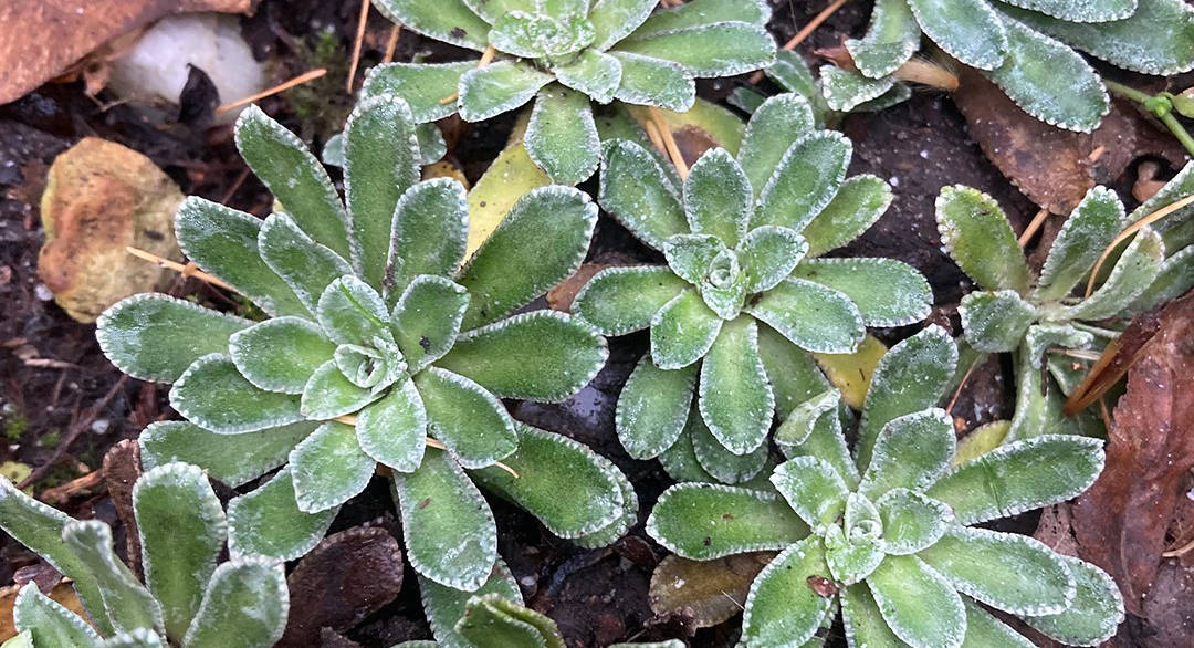 Roślinka na dziś: Skalnica gronkowa
