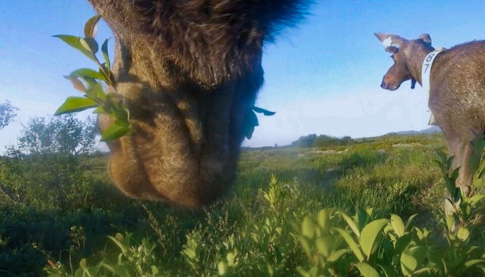 Z kamerą wśród łosi – jak wygląda ich życie?