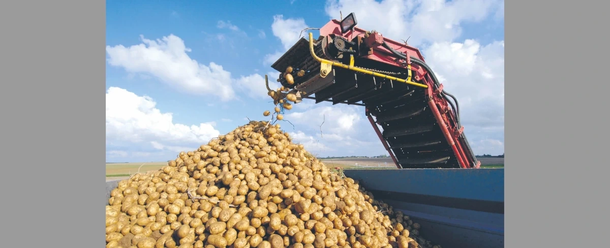 Polskie ziemniaki "kwitną" w magazynach, a w sklepach kupujemy niemieckie. Paradoksalna sytuacja na rynku
