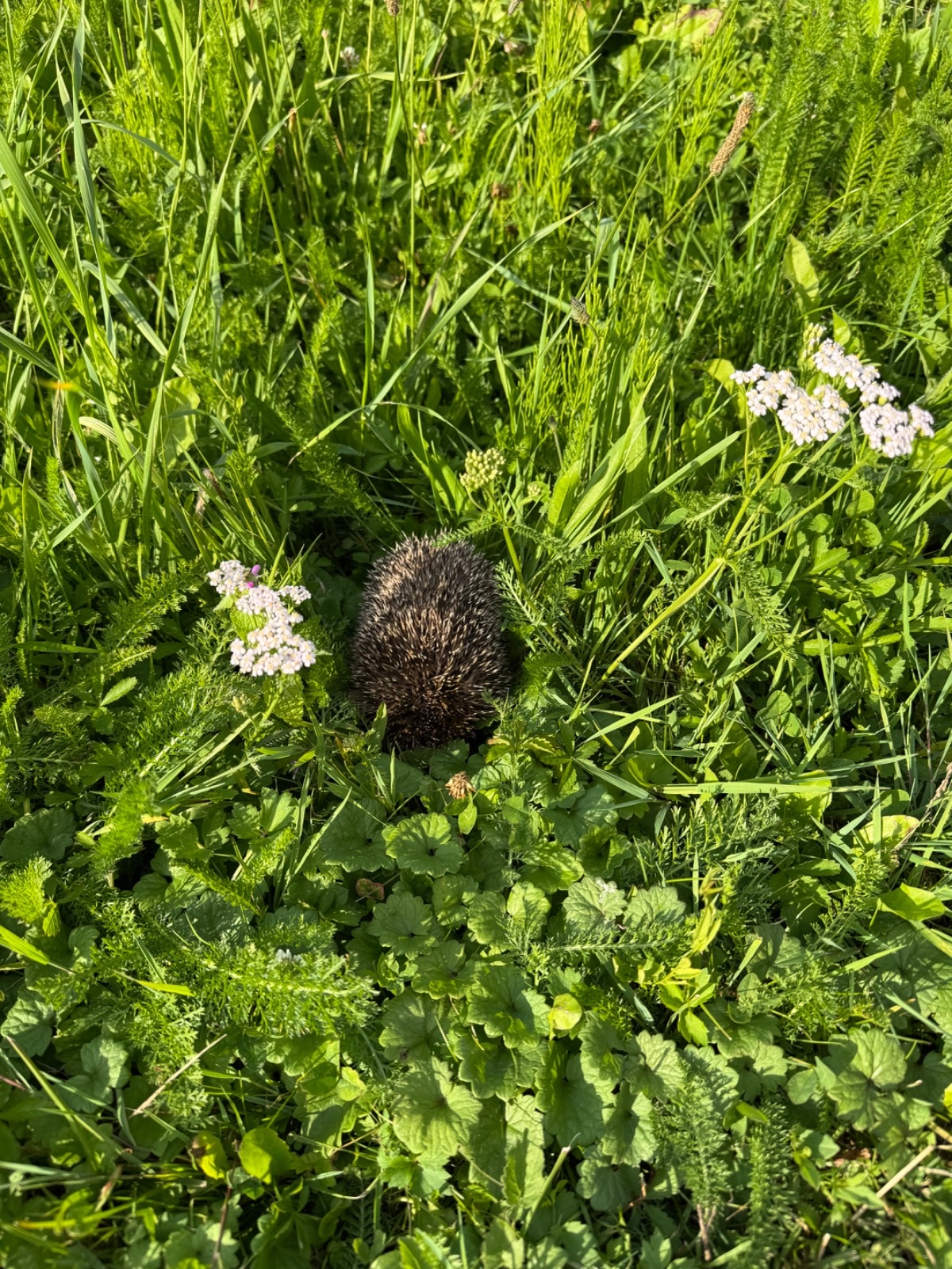 90f31d8b-4af7-4b05-b184-904e8283d537