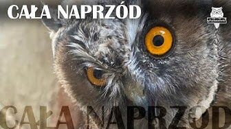 Trochę aktualnych ciekawostkach o miejskich sowach